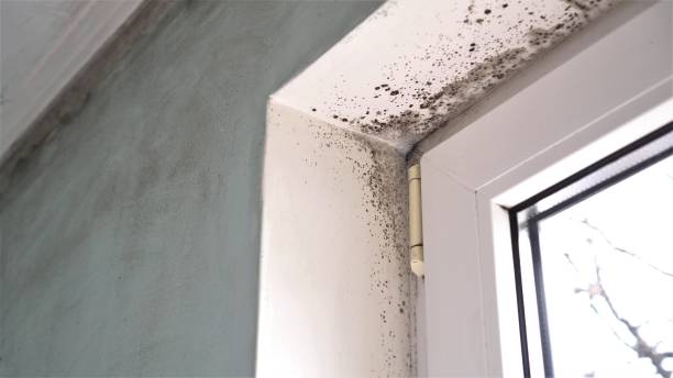 Best Best Mold Removal Companies  in Bonners Ferry, ID