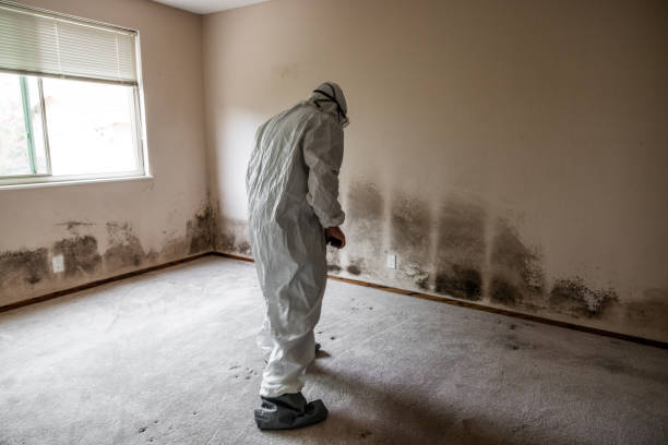 Best Residential Mold Removal  in Bonners Ferry, ID