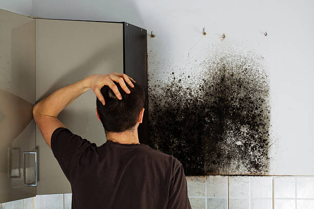 Best Mold Testing  in Bonners Ferry, ID