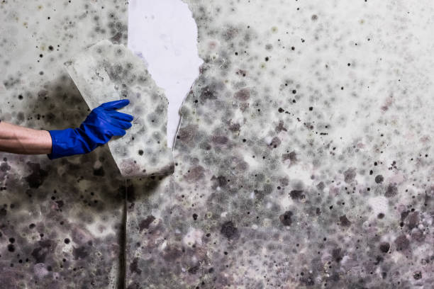 Best Mold Cleaning Services  in Bonners Ferry, ID