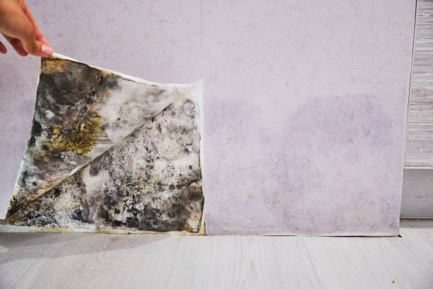 Best Same-Day Mold Removal  in Bonners Ferry, ID